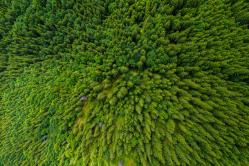 Conifer forest from above. Top down aerial view. Background forest view from above, green forest nature texture
