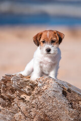 Cute jack russel terrier puppy