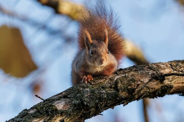 Selective focus shot of a Red squirrel on a tree branch