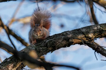 Selective focus shot of a Red squirrel on a tree branch
