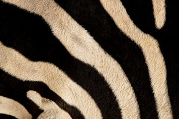black and white zebra stripes as background.