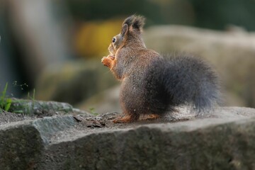 Closeup shot of a single Sciurine animal on a rock in blurred background.