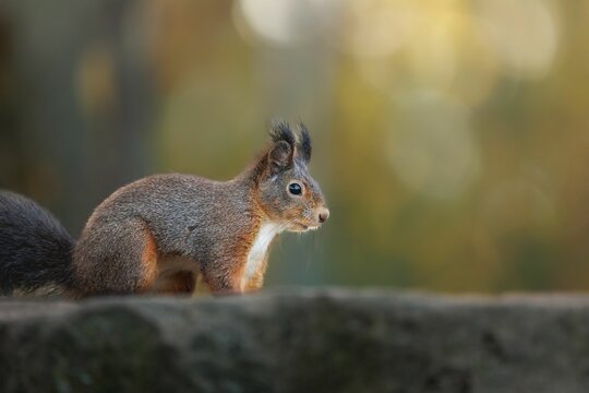 Closeup shot of a single Sciurine animal on a rock in blurred background.