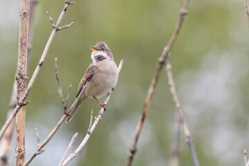 Male Common whitethroat sitting on a tree branch in spring