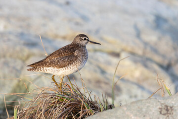 Female Ruff (bird) stands on the shore of the lake