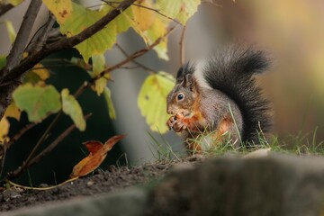 Closeup shot of a single Sciurine animal on a rock in blurred background.