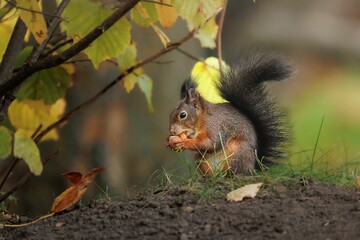 Closeup shot of a single Sciurine animal on a rock in blurred background.