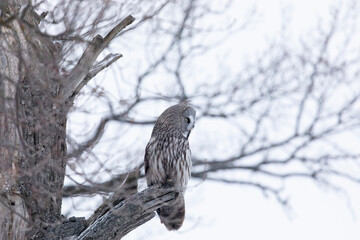 Great gray owl sitting on a tree branch