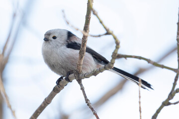 Fototapeta premium Long-tailed tit sits on a tree branch in spring