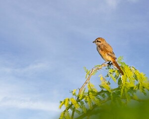 Isabelline Shrike perching on a bush tree