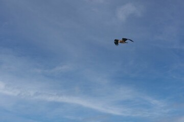 Naklejka na ściany i meble Marsh harrier roaming in blue sky