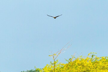 Marsh Harrier roaming above wet land