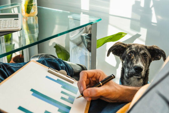 Dog looking at businessman preparing graphs at home office