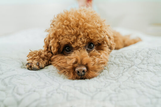 Cute brown poodle dog lying on bed