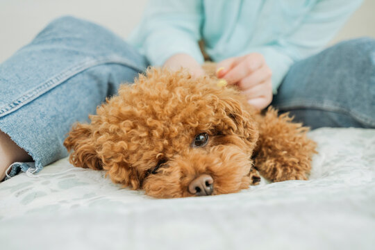 Woman petting brown poodle dog at home