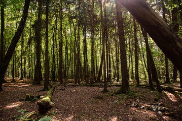 Clean coniferous forest in the warm season