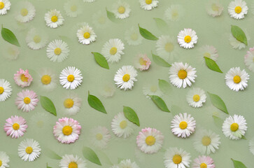 daisies on a green background pattern with blur