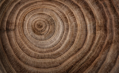 Stump of oak tree felled - section of the trunk with annual rings. Slice wood. Tree species oak.