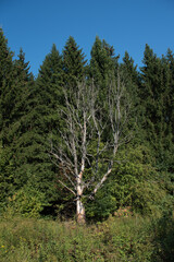 Dead tree in green forest