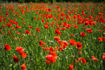 Poppy flowers bloom against the background of the sky