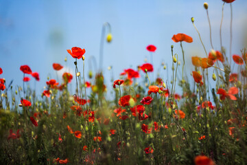 Poppy flowers bloom against the background of the sky