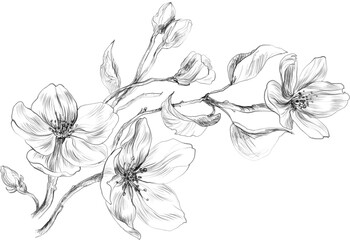 Cherry Blossom sketch, floral botanical clipart, cherry branch