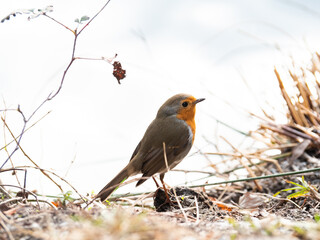 Robin redbreast ( Erithacus rubecula) bird a British European garden songbird