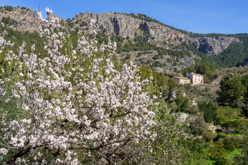 Fototapeta na wymiar almond blossom and Puig De Balitx, Sa Figuera road, Soller, Majorca, Balearic Islands, Spain