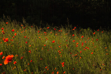 Poppy flowers bloom against the background of the sky