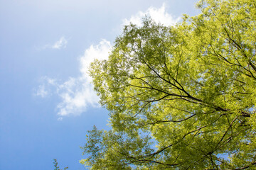 緑鮮やかな木々と青空