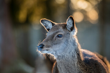 portrait of a deer
