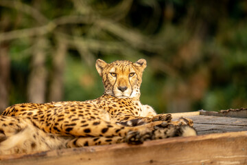 portrait of a leopard