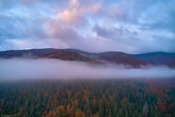 Mountains in clouds at sunrise in summer. Aerial view of mountain peak with green trees in fog. Top view from drone of mountain valley in low clouds