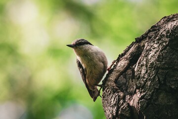 Obraz premium Closeup shot of a Eurasian nuthatch (Sitta europaea) on the tree bark