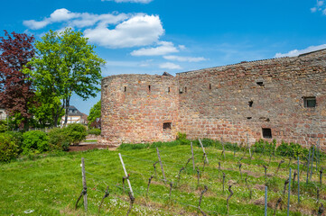 Teil der Alten Stadtmauer am Stadtmauerrundweg in Wachenheim. Region Pfalz im Bundesland...