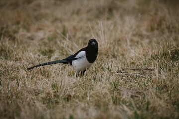 Closeup of a Eurasian magpie on the ground in a field in Norway