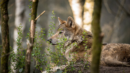 wolf in the woods
