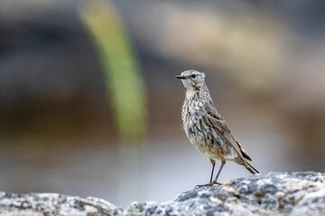 Beautiful view of an Altai bird perched on a rock looking ahead