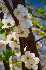 cherry fruit trees bloom in spring
