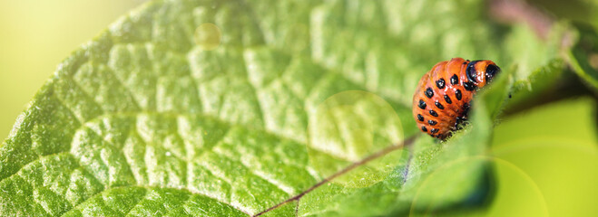 Larvae of the Colorado Beetle on the Potato bush close-up. Pest control in the garden. Insects destroying crops - Agriculture Pest.