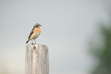 Beautiful view of an Altai bird perched on a branch looking ahead
