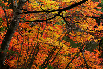 白駒池湖畔のサラサドウダンツツジの紅葉