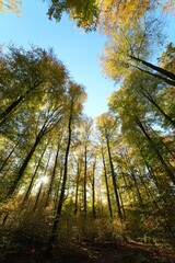 Obraz premium Vertical shot of the tops of trees against blue sky, cool for background