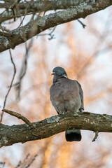 Common Wood Pigeon (Columba palumbus) Perched on a Tree Branch in a Park in Finland