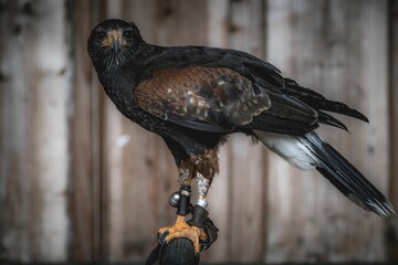 Closeup shot of the Harris's hawk bird