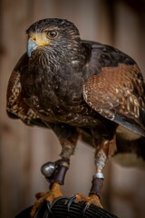 Closeup shot of the Harris's hawk bird