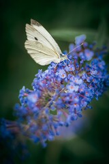 Vertical shot of the butterfly on a purple flower