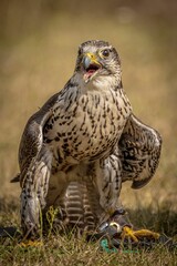 View of the falcon bird on the ground