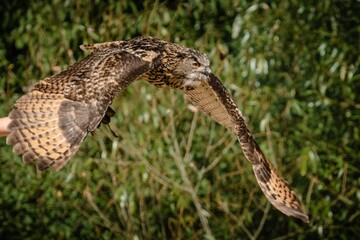 View of the flying falcon bird