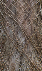 Fototapeta premium Details of the bark of coccothrinax barbadensis